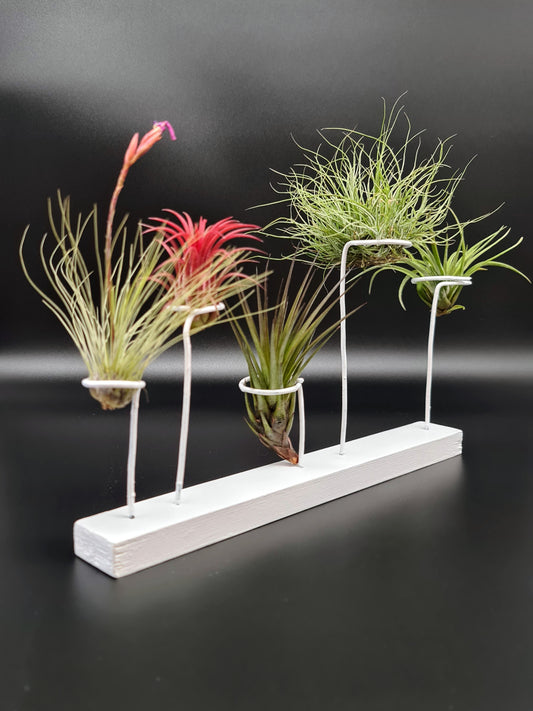 5 luchtplantjes π± op houten plankje