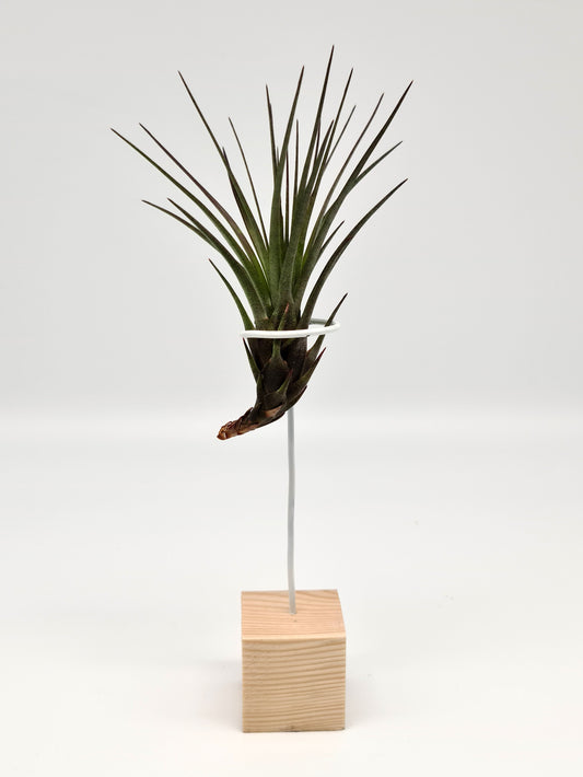 Melanocrater π plantje op blokje