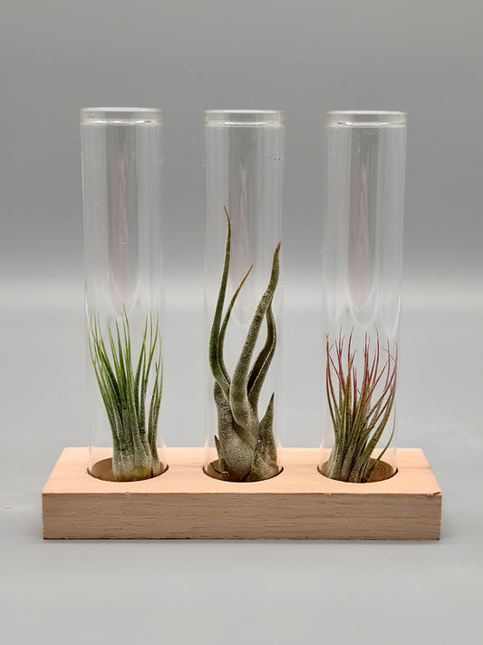 3 luchtplantjes 🌱 in buisjes