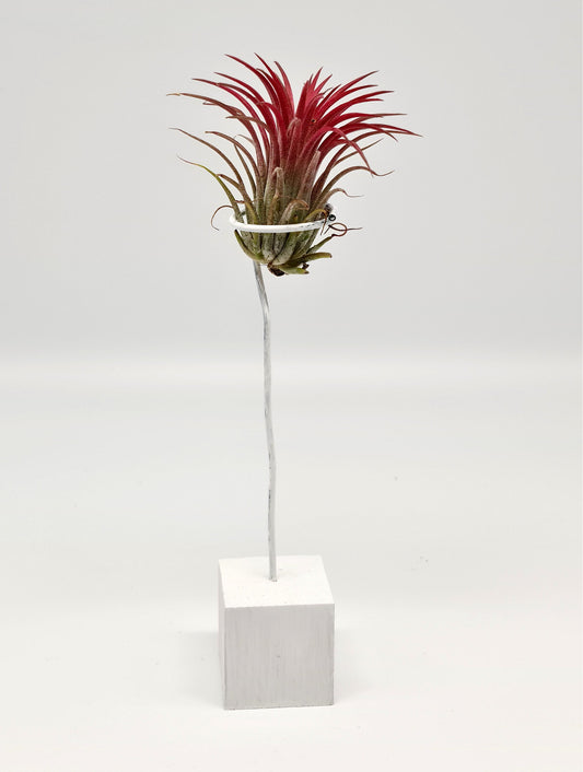 rood plantje π op houten blokje