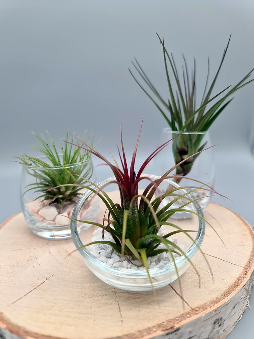 3 luchtplantjes op boomstam 🌱