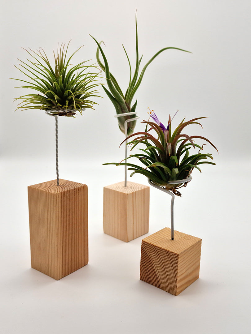 Set van 3 luchtplantjes 🌱 op verschillende houten blokjes